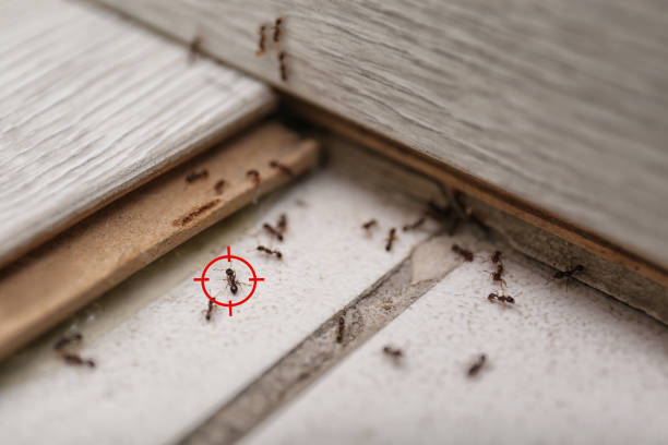 Best Flea Control Services  in Helena West Side, MT